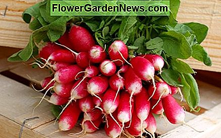 Franse ontbijtradijzen zijn een populaire variëteit French Breakfast Radishes are a popular variety
