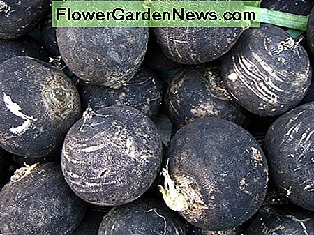 Spaanse radijzen zijn zwart aan de buitenkant en wit aan de binnenkant. Ze hebben dezelfde pittige smaak als de bekende rode radijsjes. Spanish Radishes are black on the outside and white on the inside. They have the same spicy flavor as the familiar red radishes.