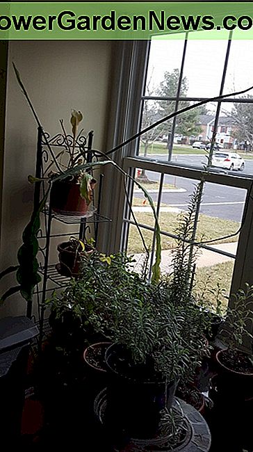 Meine Pflanze hat wieder angefangen zu wachsen, seit ich in einen größeren Behälter umgepflanzt habe. My plant has started growing again since I re-potted into a larger container.