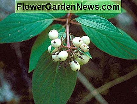 Cluster von Beeren Cluster of Berries