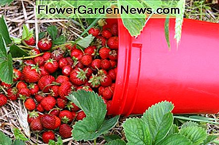 Erdbeeren bevorzugen einen sauren pH-Wert und wachsen am besten mit einem pH-Wert von 5, 5 bis 6, 5. Strawberries prefer an acidic soil pH, and will grow best with a soil pH of 5.5-6.5.
