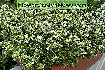 Onze oregano deed het heel goed. Our oregano did very well.