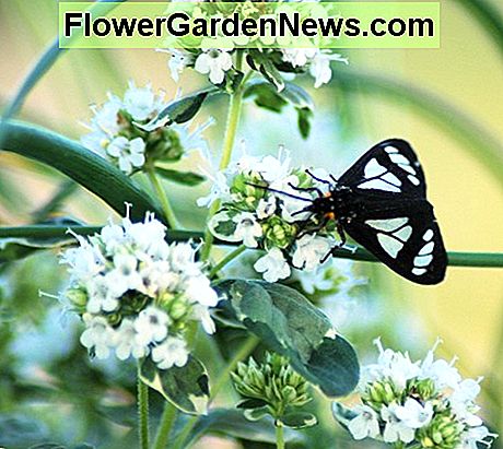 Oregano bloesems bracht een aantal mooie bezoekers. Oregano blossoms brought some beautiful visitors.