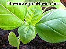 Basil zaailing Basil seedling