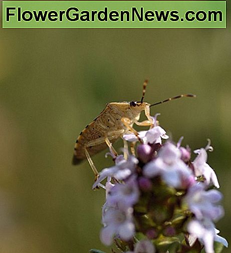 Schildkever op tijmbloesem Shield bug on thyme blossom
