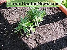 Engelse lavendel English Lavender