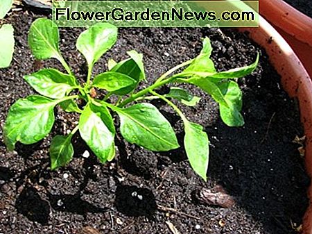 Paprika-transplantatie Bell pepper transplant