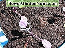 Rode kool transplantaten Red cabbage transplants