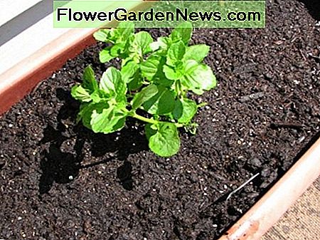 Groene munt transplantatie Spearmint transplant