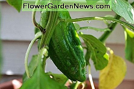 Drie pepers begonnen zich te vormen op onze ene peperplant. Het deed het heel goed ... in het begin. Three peppers started to form on our one pepper plant. It did very well... at first.