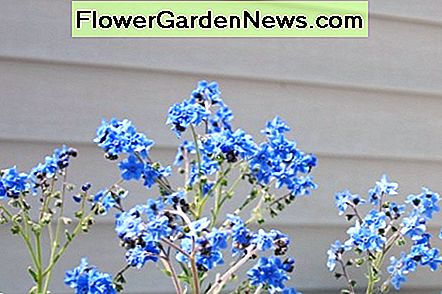 The Forget Me Nots van de zaden die ons werden gegeven door het veterinaire ziekenhuis dat probeerde mijn dochterskat te redden, deed het op het laatst goed. We wisten niet zeker hoe ze de stormen zouden overleven, maar ze verrasten ons en bloeiden behoorlijk. The Forget Me Nots from the seeds given to us by the veterinary hospital that tried to save my daughters cat did all right in the end. We weren't sure how they'd survive the storms, but they surprised us and bloomed quite prettily.