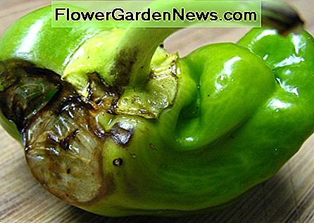Hagel beschadigde de pepers die het zo goed hadden gedaan. Hail damaged the peppers that had been doing so well.