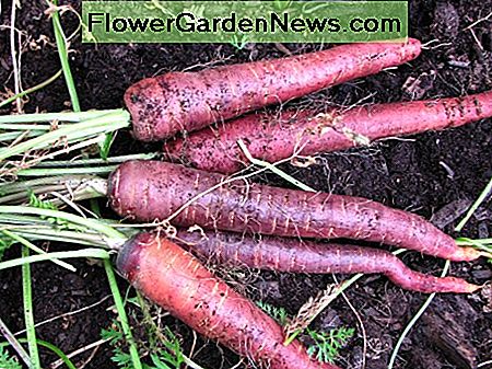 Dit jaar deden de paarse wortelen het heel goed - en ook met zaden van 3 jaar oud! De hagelstorm kon deze diepe wortels niet beschadigen. This year, the purple carrots did very well - and with 3 year old seeds, too! The hail storm wasn't able to damage these deep roots.
