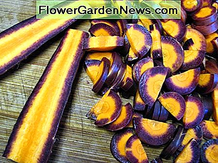 De paarse wortels waren een mooie toevoeging aan de eettafel. The purple carrots were a lovely addition to the dinner table.