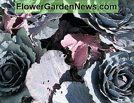 De paarse kool behandelde de hagel dagelijks goed, maar ze begonnen nooit echt de juiste koolkoppen te vormen. De volgende keer minder kolen per pot. The purple cabbage handled the hail faily well, but they never did quite start to form proper cabbage heads. Next time, fewer cabbages per pot.