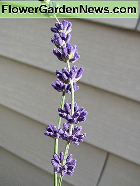 De lavendel deed het goed, maar produceerde niet veel bloemaren. Niet genoeg voor de knutselen die ik wilde doen. The lavender did okay, but didn't produce a lot of flower spikes. Not enough for the crafting I wanted to do.