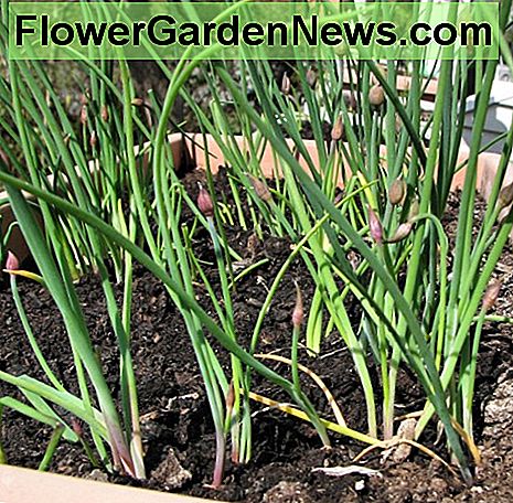 We hebben onze potten onder ons nieuwe balkon opgeslagen. Toen we deze naar buiten brachten, zagen we bieslook al groeien! We stored our pots under our new balcony. As we brought this one out, we found chives already growing!