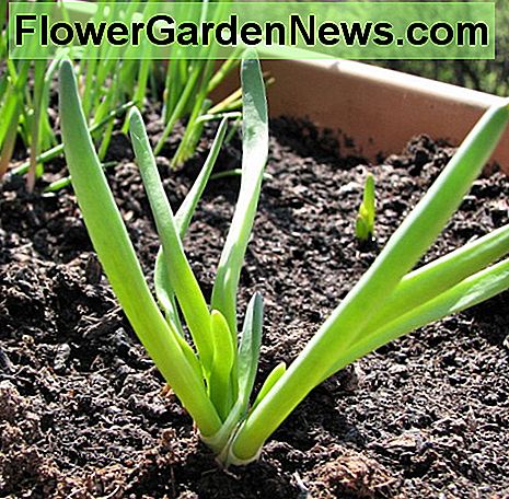 Een blikje sjalotjes vulde wat lege ruimte met onze knoflookbieslook. A could of shallots filled in some empty space with our garlic chives.