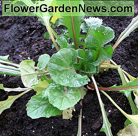 Nieuwe transplantatie van gemengde saladegroenten. New transplant of mixed salad greens.