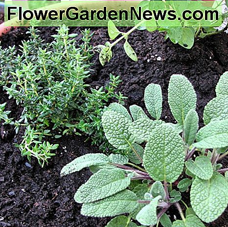 Salie, tijm en koriander delen een pot. Sage, thyme and cilantro share a pot.