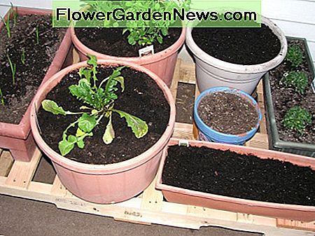 Plantenbakken met nieuwe transplantaties, zaden en knoflookteentjes, opgesteld op ons nieuwe palletplanterplatform voor eenvoudige rotatie. Planters with new transplants, seeds and garlic cloves, set up on our new pallet planter platform for easy rotation.