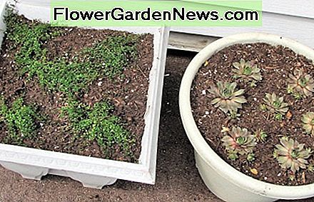 De nieuwe transplantaties van mijn oudere dochter; Kippen en kuikens en een kruipende tijm. My older daughter's new transplants; Hens and Chicks and a creeping thyme.