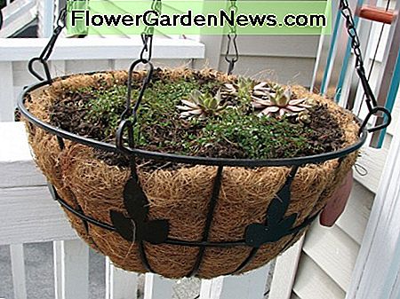 Mijn dochter hing een hanger behoorlijk laag voor meer kippen en kuikens met kruipende tijm. My daughter mounted a hanger quite low for more Hens and Chicks with creeping thyme.