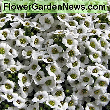 Deze alyssium hebben zo'n heerlijke geur! These alyssium have such a wonderful scent!