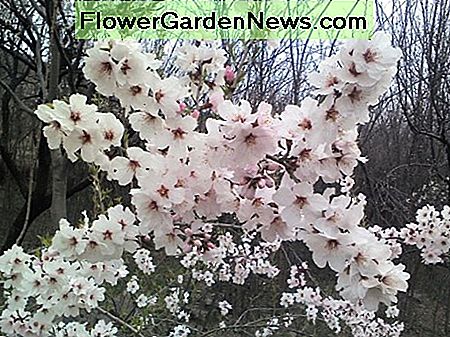 Aprikosen- und Pfirsichblüten sind ein zusätzlicher Genuss für den Gärtner. Sie sind schön mit ihren rosa bis weißen Blüten und perfekt für den Garten. Apricot and peach blossoms are an added delight for the gardener. They are beautiful with their pink to white blooms and perfect for the backyard.