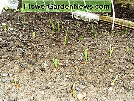 Plantning af løgløg Planting Onion Bulbs