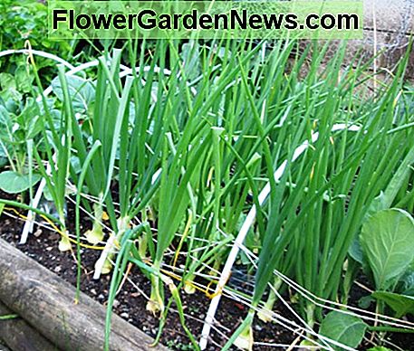 Sådan dyrker du løg How to Grow Onions