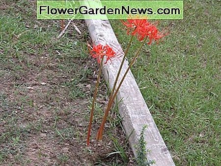 Nagie 艂odygi, bez li艣ci w fazie kwitnienia. Naked stalks, no foliage during the flowering stage.
