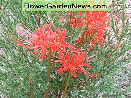 Ro艣nie dziko w bardzo m艂odym drzewie cedrowym. Growing wild in a very young cedar tree.