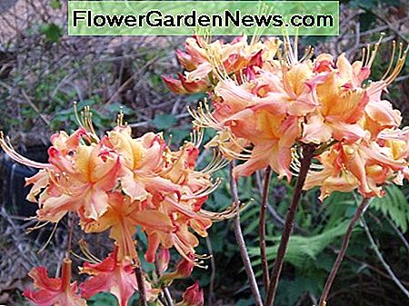 Een mooie bonte cultivar van vlamazalea. A lovely variegated cultivar of flame azalea.