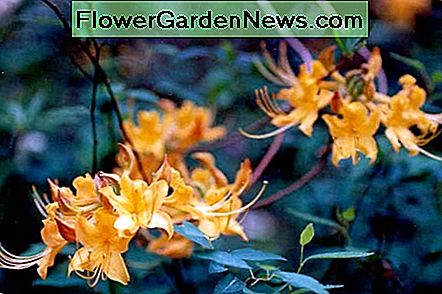 Gouden gele vlamazalea's zijn een van mijn favoriete inheemse rododendrons. Golden yellow flame azaleas are one of my favorite native rhododendrons.