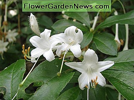 Geparfumeerde zomer of moeras inheemse azalea bloei in juni in Zuid-Louisiana. Scented summer or swamp native azalea bloom in June in South Louisiana.