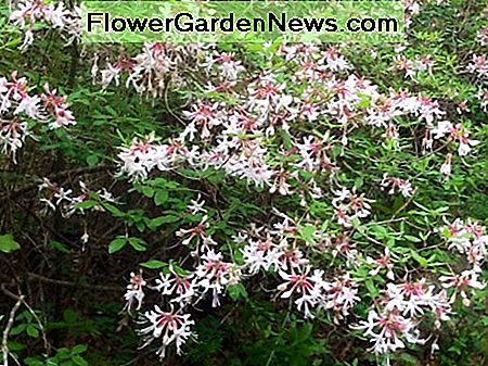 Piedmont native azalea: deze roze variëteit is een prachtige aanvulling op de wildlife-tuin. Piedmont native azalea: This pink variety is a wonderful addition to the wildlife garden.