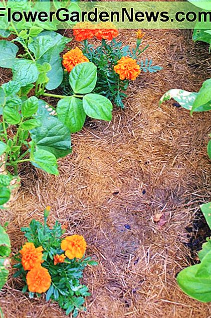Das Hinzufügen von alten Blumenerde zu Ihrem Gemüsegarten ist eine Möglichkeit, sie wiederzuverwenden. Adding old potting soil to your vegetable garden is one way to reuse it.