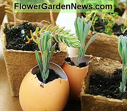 Die Wiederverwendung von altem Boden birgt Risiken, aber Sie können sie begrenzen, indem Sie einige grundlegende Richtlinien befolgen. Reusing old soil has risks, but you can limit them by following a few basic guidelines.