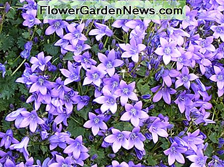 I maj får lila kuddar av Campanula grace stenmurarna. In May purple pillows of Campanula grace the stone walls.