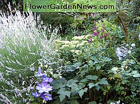 Lavendel, clematis och Anemone skapar en skum av blues och violetter. Lavender, clematis and Anemone create a froth of blues and violets.