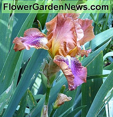 Bearded Iris. Fotografi av Helen Lush Bearded Iris. Photograph by Helen Lush