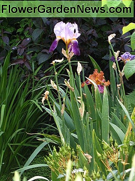 Bearded iris och Lysimachia. Fotografi av Helen Lush Bearded iris and Lysimachia. Photograph by Helen Lush