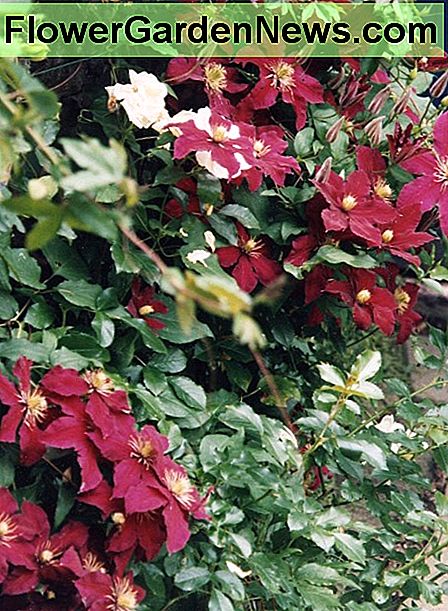 Clematis Niobe. Fotografi av Helen Lush Clematis Niobe. Photograph by Helen Lush