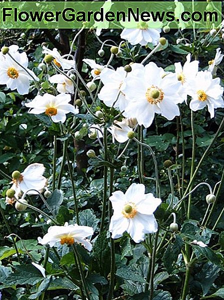 Anemon Anemone