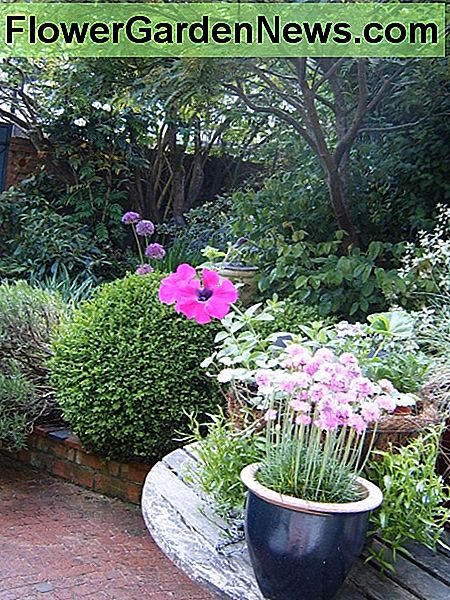 Blommar i juni 2013. Fotografi av Helen Lush Flowering in June 2013. Photograph by Helen Lush