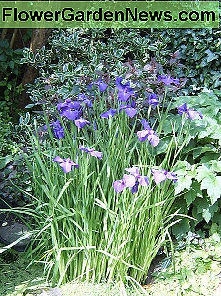 Vattenisris. Fotografi av Helen Lush. Water Iris. Photograph by Helen Lush.