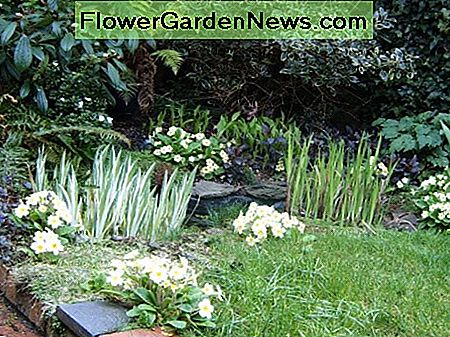 Dammen med vatten iris och primroses. Fotografi av Helen Lush The pond with water iris and primroses. Photograph by Helen Lush
