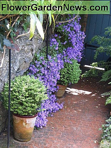 Campanula växer i väggen. Fotografi av Helen Lush Campanula growing in the wall. Photograph by Helen Lush