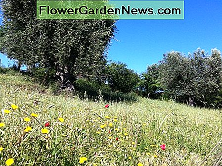 Francos weltlicher Olivenhain Franco's Secular Olive Grove